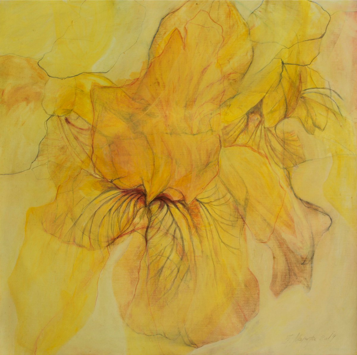 Yellow Iris by Marija Zdravkovic