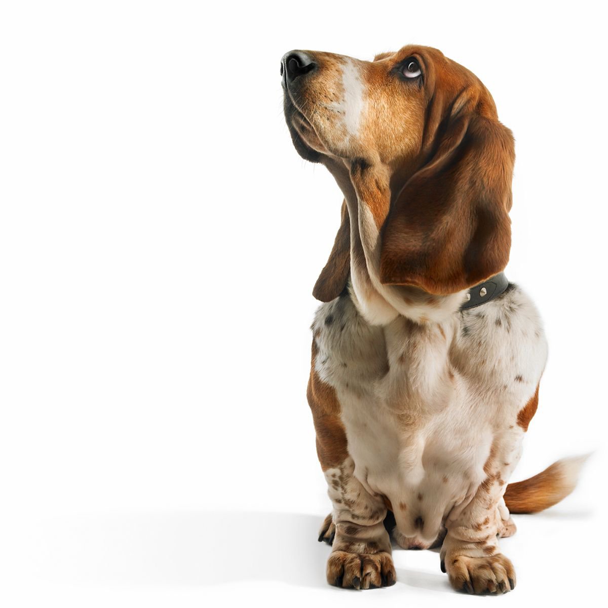 Photorealistic Animal Photograph By Gandee Vasan, 23 X 17, Old Faithful, Original Artwork