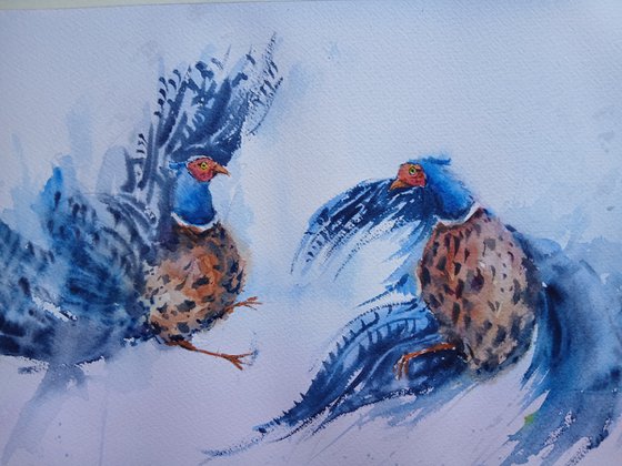 pheasant 4