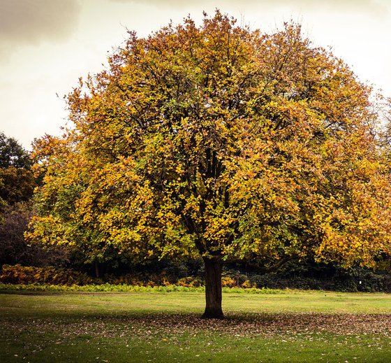 TWO TREES : Richmond  (LIMITED EDITION 1/50) 12" X 8"