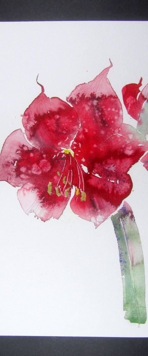 Red Amaryllis (Hippeastrum species) 1 by Violeta Damjanovic-Behrendt