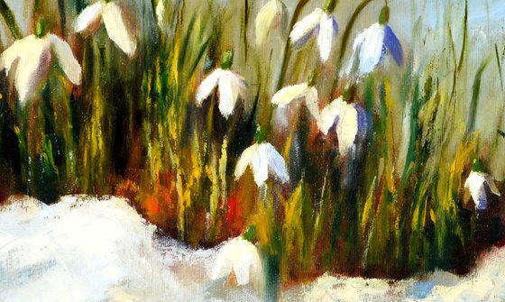 Snowdrops