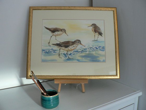 Sandpiper Surf - framed original watercolour