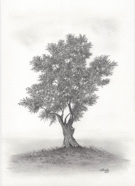 Olive Tree