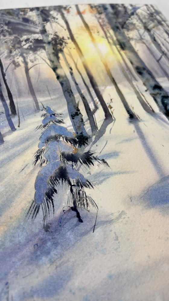 Birch grove in winter glow