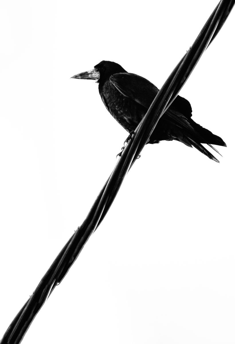 Photorealistic Photograph , Crow On A Wire By Paul Nash, 16 X 24, Artwork For Sale On Artfinder