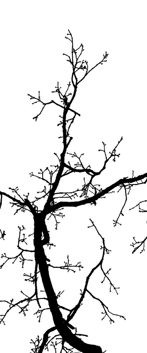 Baum 2 by Dieter Mach