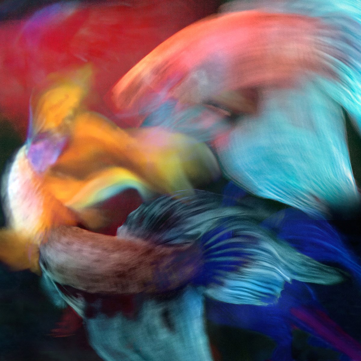 Surrealistic Photograph , Betta Blur 34 By Michael Filonow, 38 X 38, Artwork For Sale On Artfinder