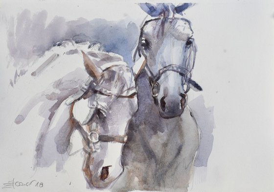 Two horses