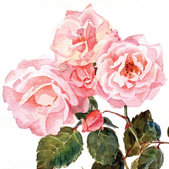 Garden roses