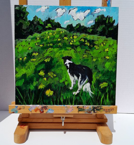 Border Collie Paradise