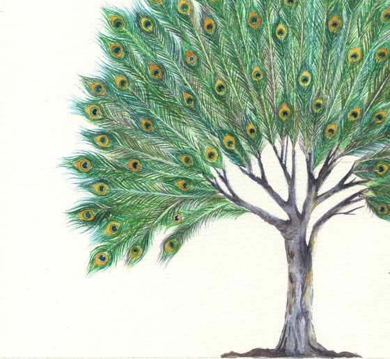 Peacock feather tree