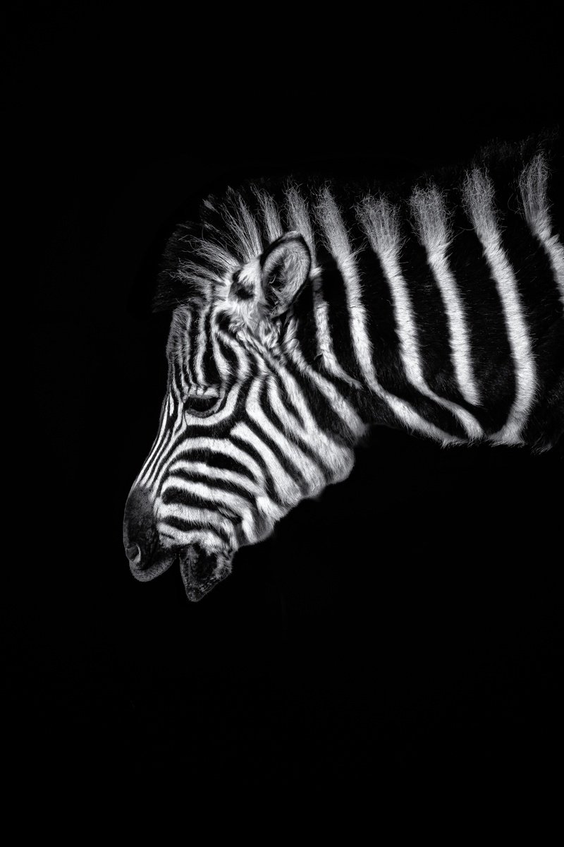 Baby Zebra Portrait by Paul Nash