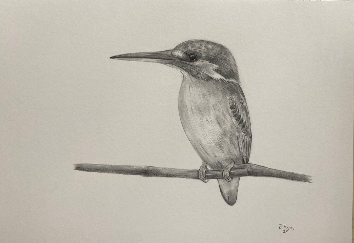 Pencil drawing kingfisher by Bethany Taylor