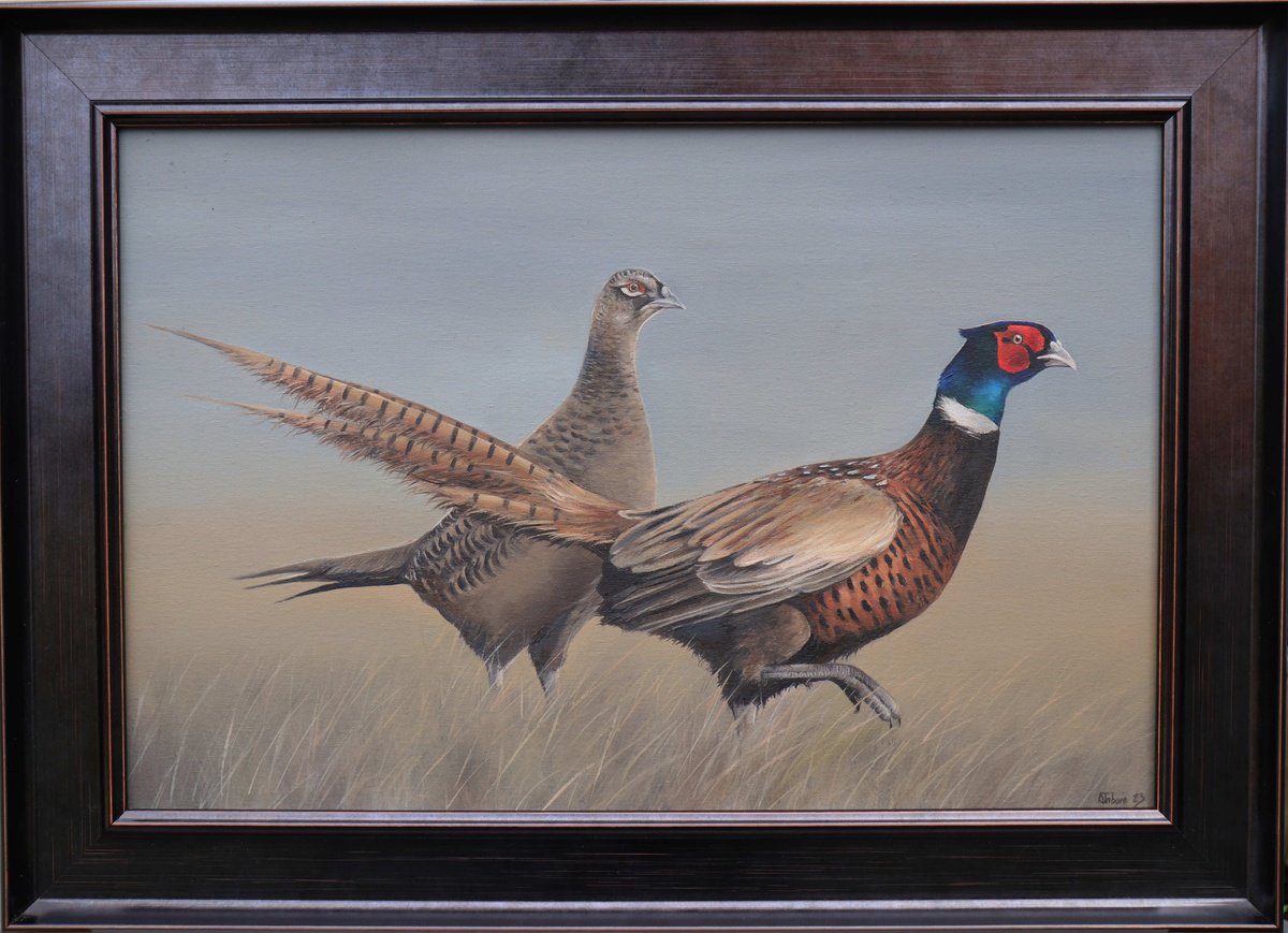 Pheasants, Ring-necked rooster and Hen by Alex Jabore