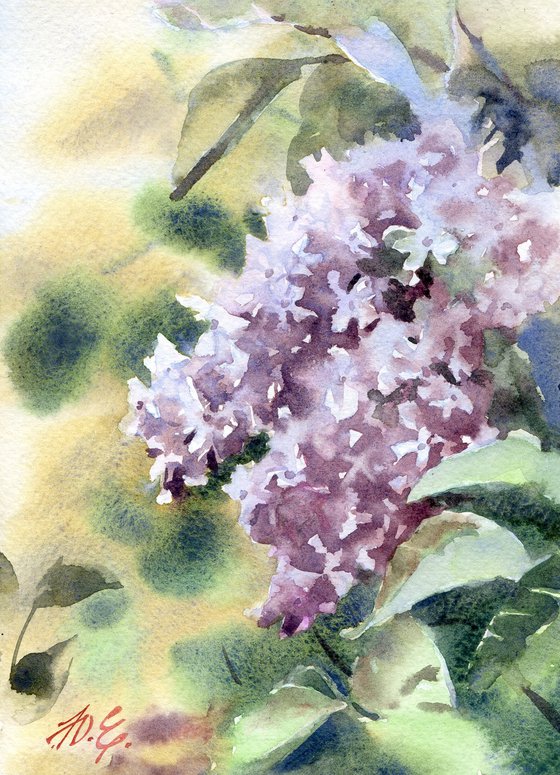 Spring blossom of lilac tree