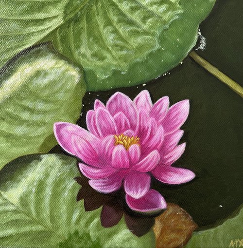 Water Lily by MINET
