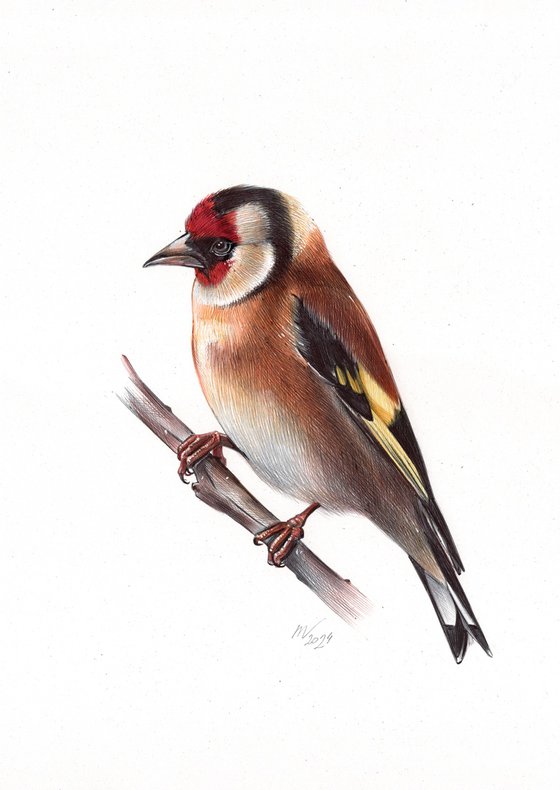 European Goldfinch