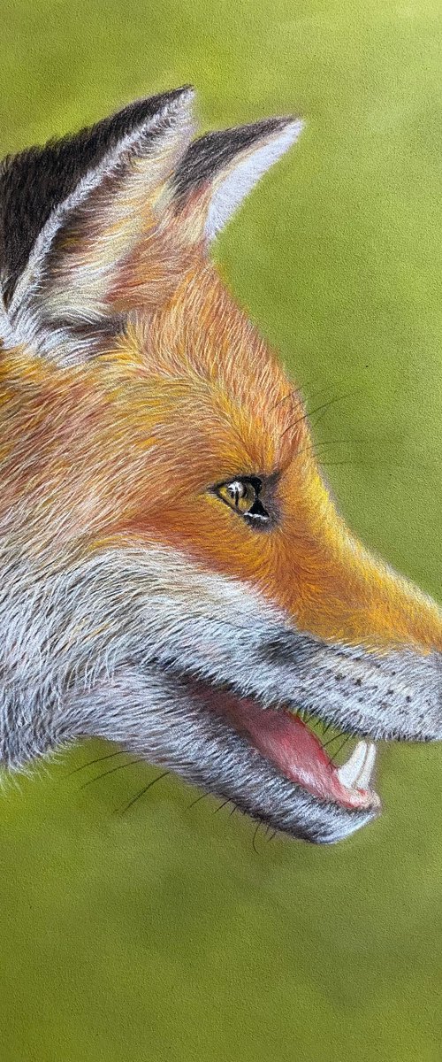 Fox in pastels by Maxine Taylor