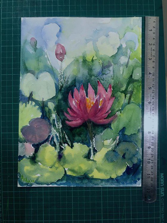 Monsoon Water Lily pond 1