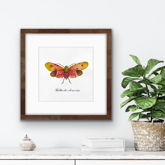 Penthicodes atomaria firefly. Original watercolour artwork with calligraphic lettering.