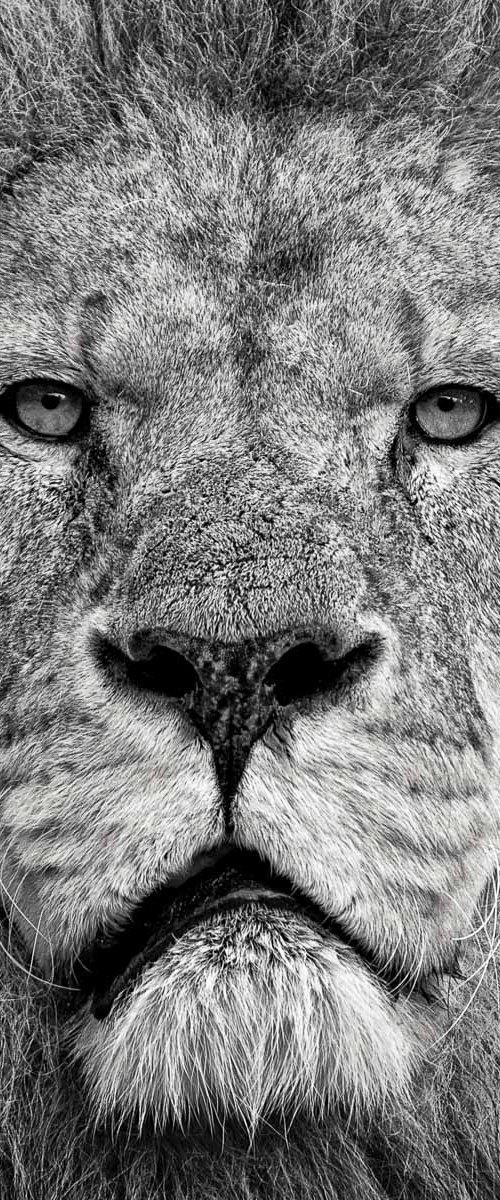 Lion's Stare by Paul Coghlin