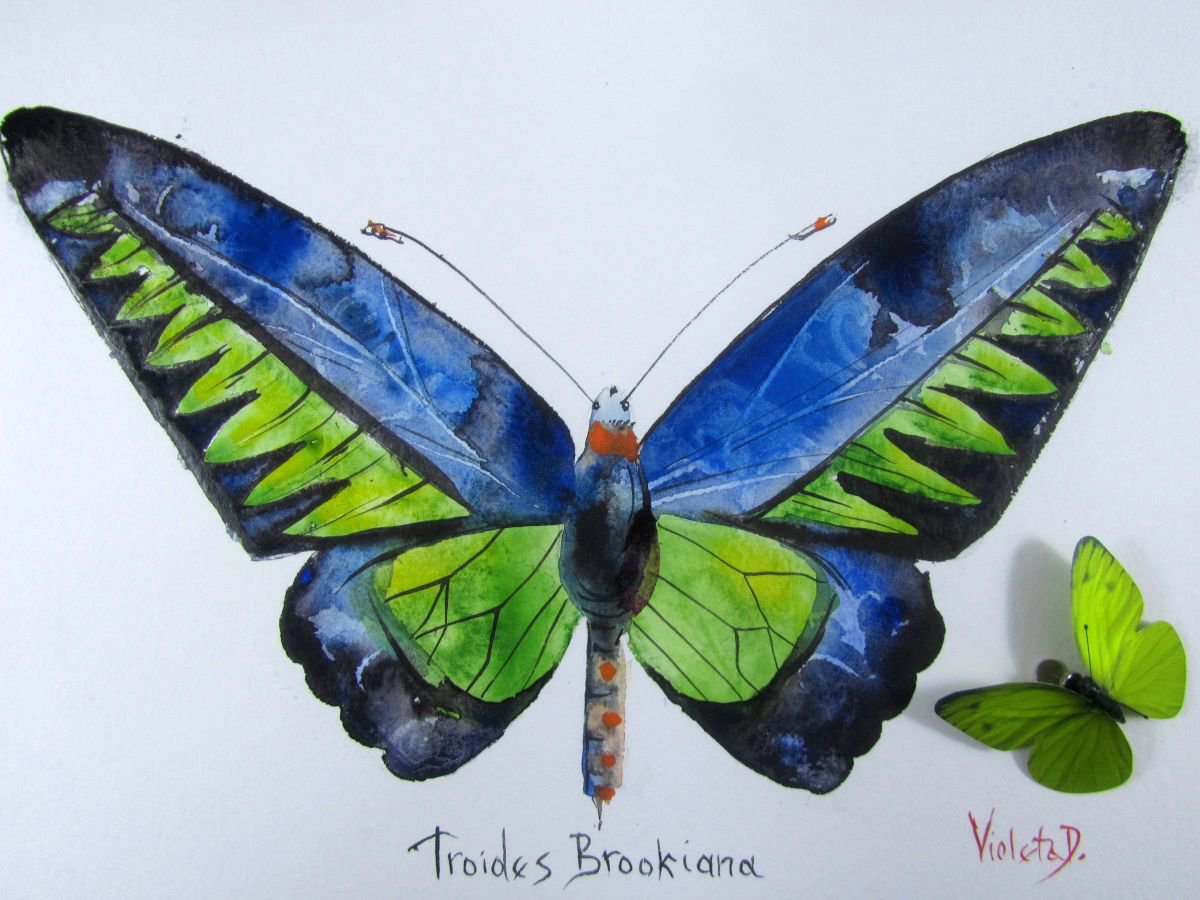 Troides Brookiana by Violeta Damjanovic-Behrendt