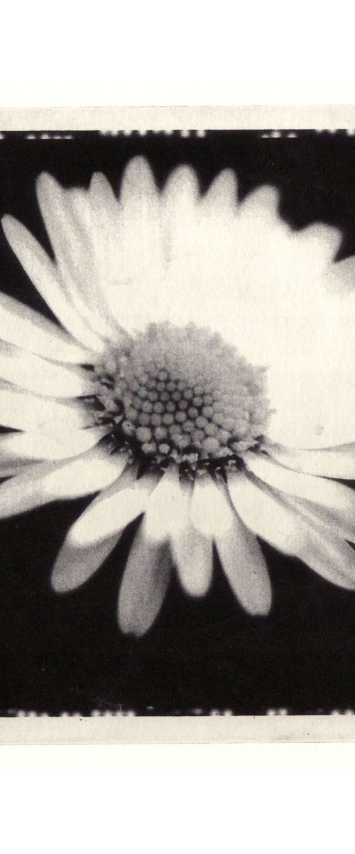 Daisy Etching by Kate Watkins