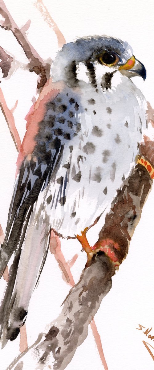 American Kestrel by Suren Nersisyan