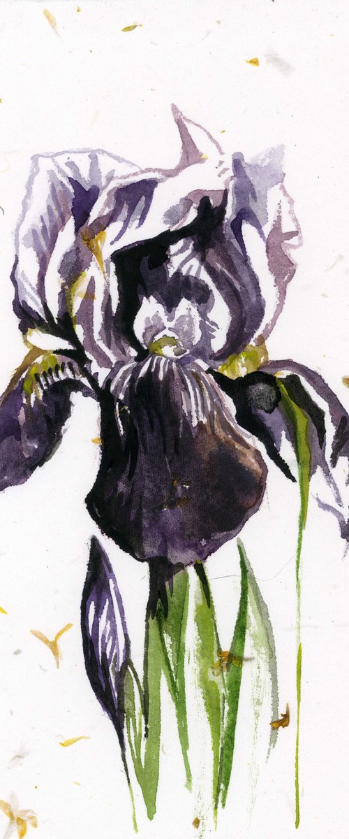 iris watercolor on hand-made paper by Alfred  Ng