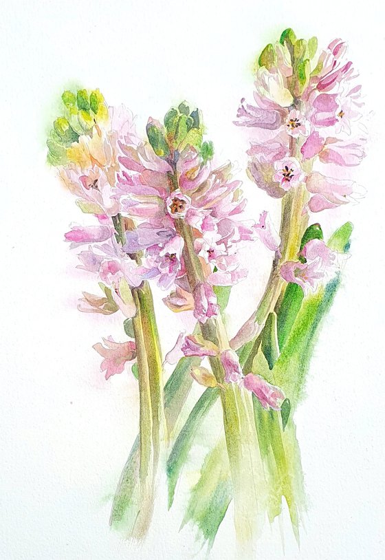 Blush in bloom original hyacinth watercolour