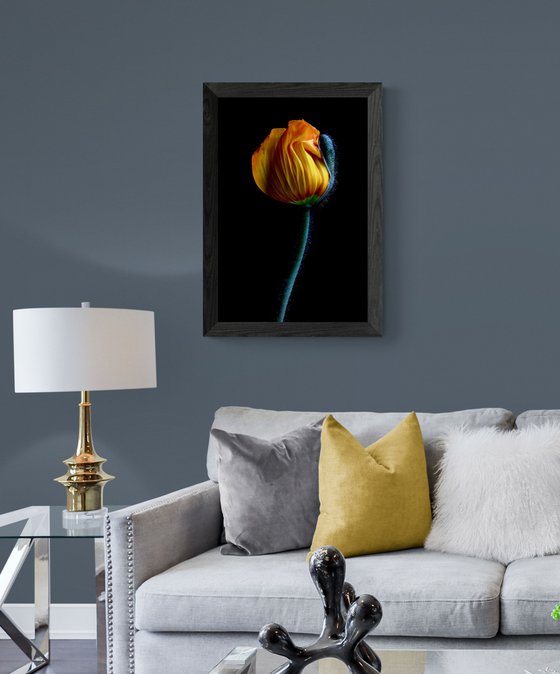 Yellow Poppy Bud