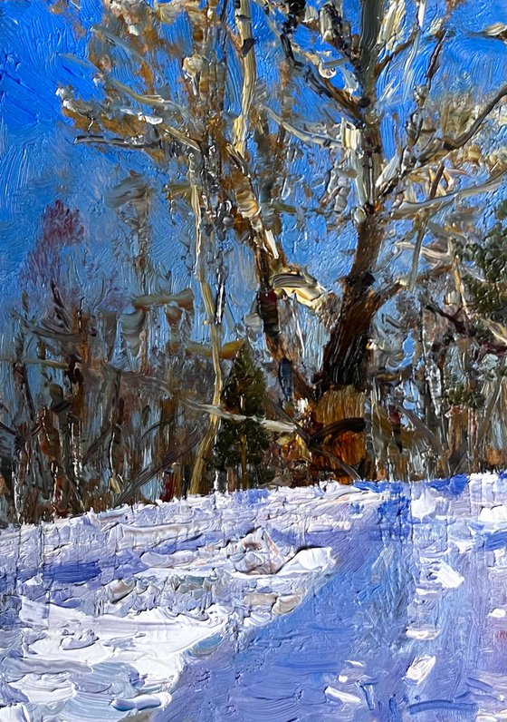 Century - old poplar