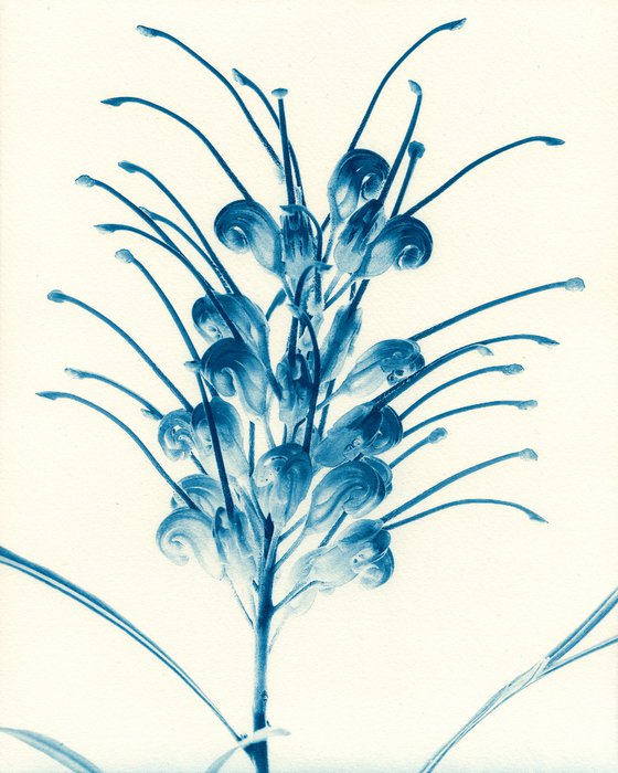 Flowering Grevillea