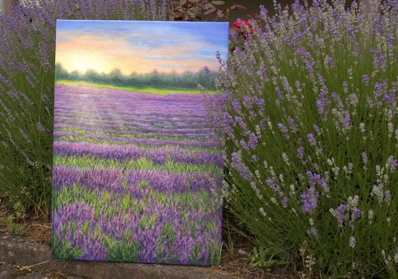 Sunrise on the lavender field