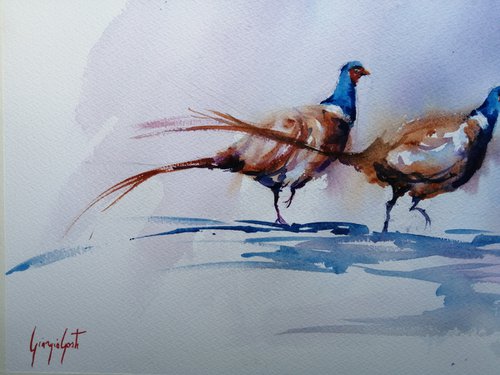 pheasant 2 by Giorgio Gosti