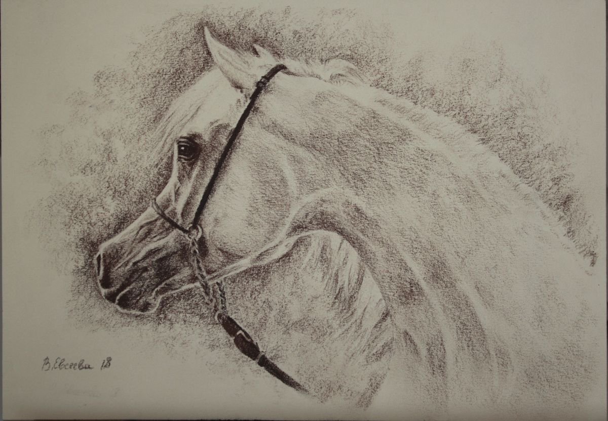 Arabian horse (sepia) by Vera Evseeva