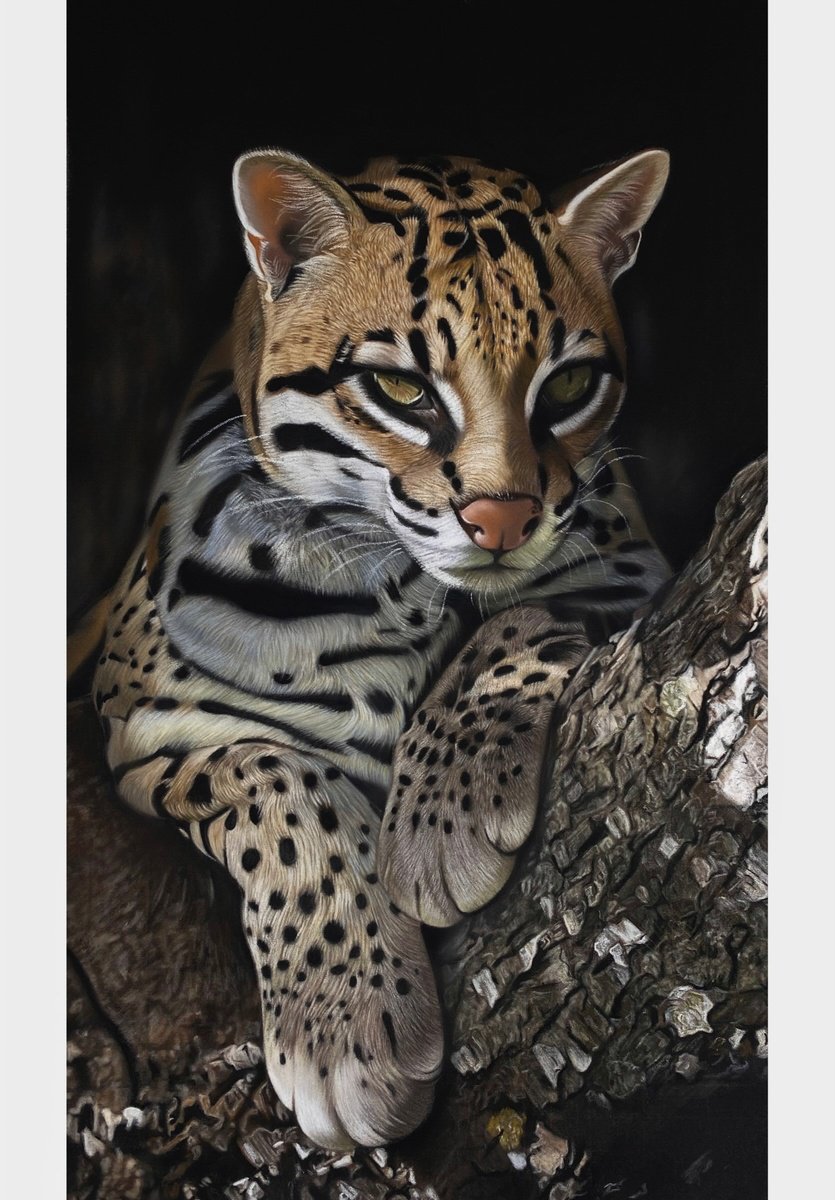 Ocelot by Clare Parkes