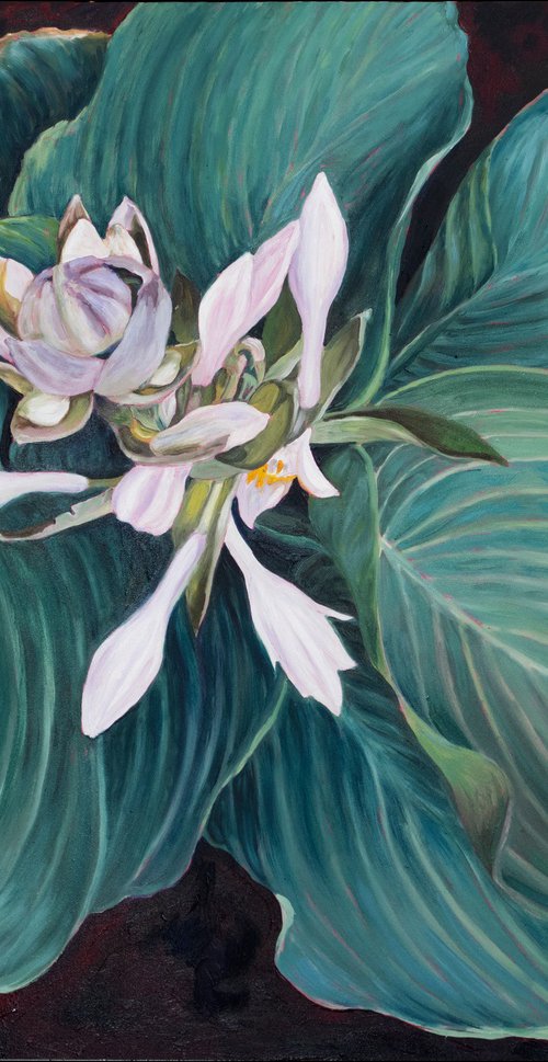 Hosta by Sandra Bryant