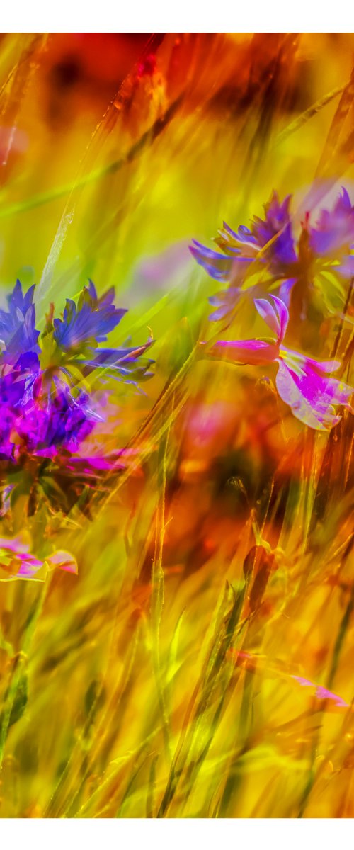 Summer Meadows #9. Limited Edition 1/25 12x12 inch Abstract Photographic Print. by Graham Briggs