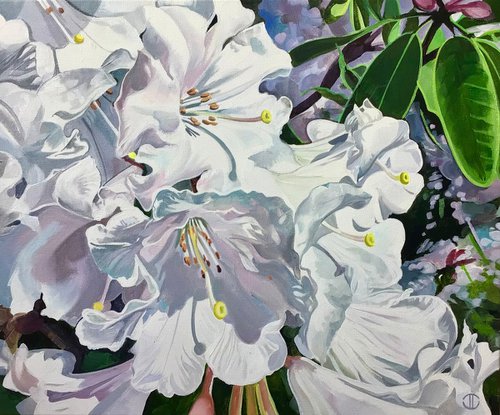 White Rhododendron's In The Sunlight by Joseph Lynch