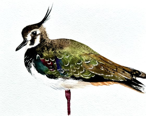 Vanellus Lapwing Avefria