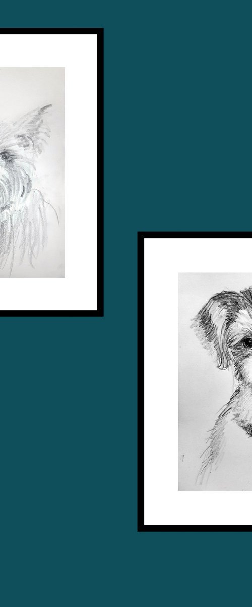 Biewer Terrier and Terrier by Asha Shenoy