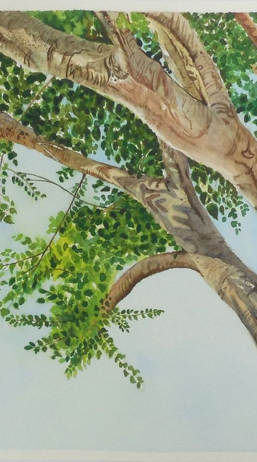 Sacred Fig Tree by Shweta  Mahajan