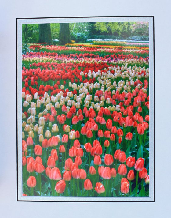 Tulips