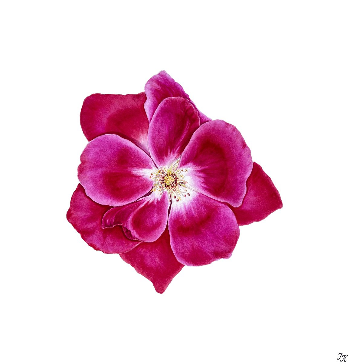 Photorealistic Botanical Watercolour By Tetiana Kovalova, 11 X 11", Hot Beauty, Original Artwork