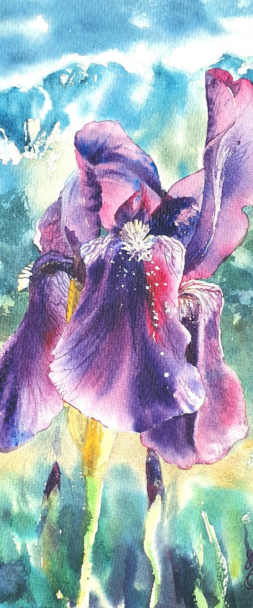 Watercolor purple iris by Natasha Sokolnikova