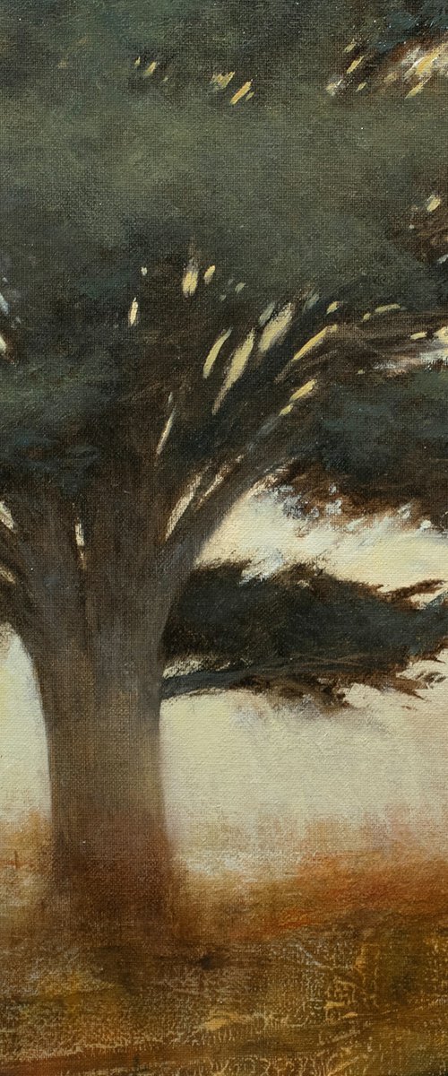 Coastal Cypress 220404, Tonal Monterey Cypress tree painting by Don Bishop