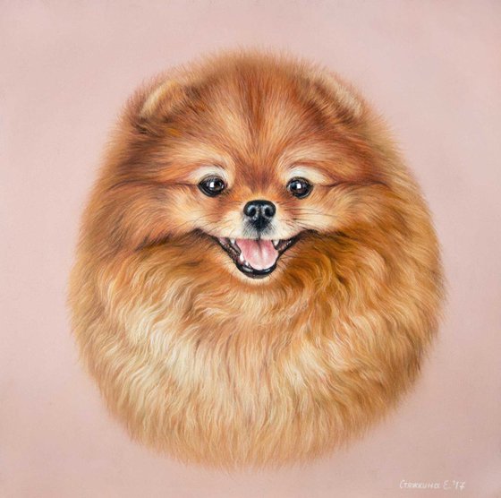 Pet portrait Pomeranian Spitz