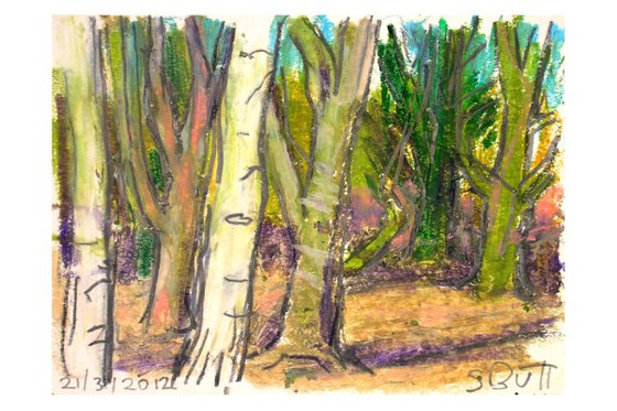 Birch Trees 01